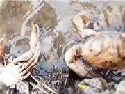 Cà Mau: Tìm nguyên nhân gây chết cua biển nuôi thương phẩm